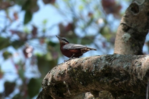 Godawari Birding Hike